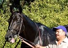 Midnight Lute, pictured here, is a half-brother to Bank Heist.