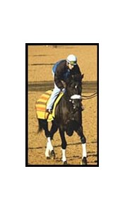 After this victory in the Gotham at Aqueduct, Mayakovsky will contest the Santa Anita Derby.