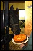 Triple Crown Winner Seattle Slew Celebrates 28th Birthday Triple Crown Winner Seattle Slew Celebrates 28th Birthday
