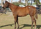 Hip 155, Noble Exchange, brought the opening session's top price of $87,000.