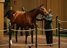 Cat Moves, hip 69, sold for $2.4 Million during the Keeneland November Sale.