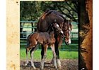 OBS Winter Mixed Sale Off to a Strong Start OBS Winter Mixed Sale Off to a Strong Start