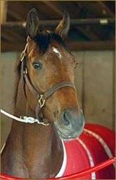Buddy Gil Passes Key Derby Test; 'Ats' Also Works Buddy Gil Passes Key Derby Test; 'Ats' Also Works