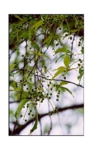 Wild black cherry tree.