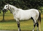 Kentucky Derby (gr. I) winner Monarchos will stand the 2008 breeding season at Nuckols Farm.