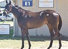 Hip #16, a Salute the Sarge colt, was one of 2 to bring $105,000 at the Fasig-Tipton Texas 2-Year-Olds in Training Sale.