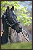 Slew: 'His Influence Will Be Felt By This Breed Forever' Slew: 'His Influence Will Be Felt By This Breed Forever'