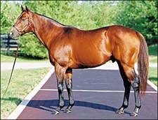 Northern Afleet to Shuttle to Brazil's Stud TNT Northern Afleet to Shuttle to Brazil's Stud TNT