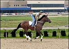 Darren Fleming and Golden Hare try out the new Tapeta surface at Presque Isle Downs.