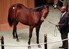 Hip #1147; colt, Congrats - White Ruffle by Vigors, topped the third session, bringing $130,000.