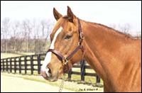 Five Horses, Seven Seasons Sold By Equine Spectrum Five Horses, Seven Seasons Sold By Equine Spectrum