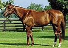 Smarty Jones