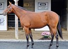 Hip #586, colt, Indian Charlie - Ten Halos by Marquetry, was the most expensive horse sold during the auction's second session, bringing $160,000.