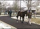 Sale horses are shown in outside walking ring at Fasig-Tipton.