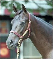 No Surprises at Top of Experimental Free Handicap No Surprises at Top of Experimental Free Handicap