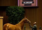 Hip 185 A.P.Indy-Private Gift