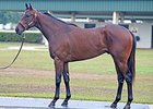 Hip 1100, a Bernardini colt, sold for $900,000 on the final day of the Ocala Breeders' Sales Co.'s four-day spring sale.