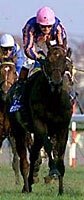 Montjeu To Make Final Start in Breeders' Cup Turf Montjeu To Make Final Start in Breeders' Cup Turf