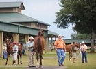 Bernstein Colt Sells for $300,000 at OBS Bernstein Colt Sells for $300,000 at OBS