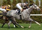 Dedication was a graded stakes winner in France and the United States.