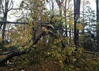 Hurricane Sandy aftermath at Country Life Farm in Maryland.