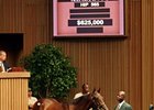 Hip #565; colt, Bernardini -- Ava Knowsthecode by Cryptoclearance brought $625,000 on Sept. 14 during the fourth session of the Keeneland September yearling sale.