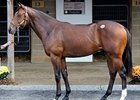 Hip 678; colt; Holy Bull - Disco Darlin' by Citidancer topped the 2008 Fasig-Tipton Midlantic Eastern Fall yearling sale with a final bid of $320,000.