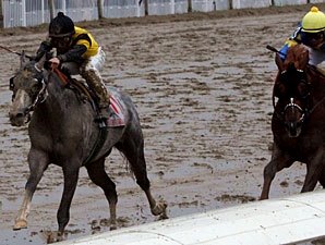 Macho Again Runs 'em Down in NO Handicap Macho Again Runs 'em Down in NO Handicap