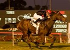 The Usual Q T brings a 6-race winning streak to the Sunshine Millions Classic.<br><a target="blank" href="http://www.bloodhorse.com/horse-racing/photo-store?ref=http%3A%2F%2Fpictopia.com%2Fperl%2Fgal%3Fprovider_id%3D368%26ptp_photo_id%3D8661028%26ref%3Dstory">Order This Photo</a>