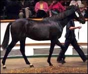 Desert Prince Colt Brings $3.5 Million at Tattersalls Desert Prince Colt Brings $3.5 Million at Tattersalls