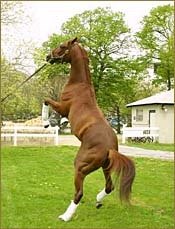 Steve Haskin's Derby Story: Cide Show Steve Haskin's Derby Story: Cide Show