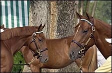 Keeneland Sale Continues on Torrid Pace; All-Time Record in Sight Keeneland Sale Continues on Torrid Pace; All-Time Record in Sight