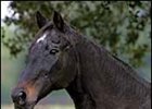 Top Louisiana Stallion Zuppardo's Prince Euthanized Top Louisiana Stallion Zuppardo's Prince Euthanized