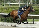 Forestry Colt Sets Pace in Fasig-Tipton Florida Workouts Forestry Colt Sets Pace in Fasig-Tipton Florida Workouts