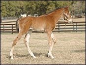 Honor Glide's First Foal Honor Glide's First Foal