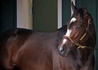 Preakness Starters Opt for Indoor Paddock Preakness Starters Opt for Indoor Paddock