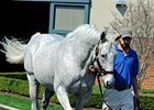 Stallion Holy Bull Pensioned Stallion Holy Bull Pensioned
