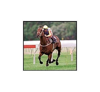 Sunline to race for last time on Saturday.