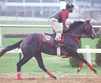 Primal Force Named 2000 Kentucky Broodmare of the Year Primal Force Named 2000 Kentucky Broodmare of the Year