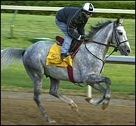 Derby Veterans Among Six Entered in Sunday's Swaps Derby Veterans Among Six Entered in Sunday's Swaps