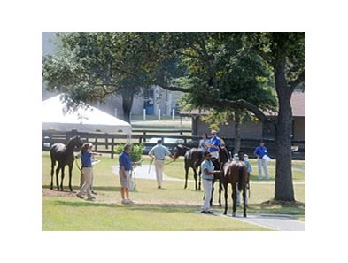 Inspecting horses at the Ocala Breeders' Sales Co. fall mixed sale.