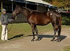 Nineteen Offerings Bring Seven Figures So Far At Keeneland Nineteen Offerings Bring Seven Figures So Far At Keeneland