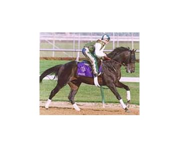 Mongoose, scratched from the Tampa Bay Derby last week, is the third choice in the morning line for Saturday's Spiral Stakes at Turfway Park.