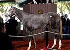 Hip #75; colt; Unbridled's Song - Amazing Buy by High Yield brought $1.1 million at the Fasig-Tipton Florida select sale of 2-year-olds in training.