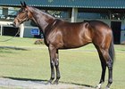 Hip# 320; Sweet Dreams, filly (Bernardini - Turbo Dream by Unbridled) brought $500,000 during the second session of the Ocala Breeders' Sales Co. March select sale of 2-year-olds in training in Central Florida.