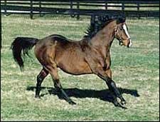 Lyphard Euthanized at Age 36 Lyphard Euthanized at Age 36