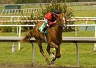 Backbackbackgone puts his three-race winning streak on the line in the Hollywood Prevue.