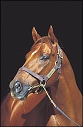Prominent Stallion Grand Lodge Dies in Australia Prominent Stallion Grand Lodge Dies in Australia