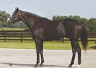 Repent, shown, is the sire of a colt (hip #455) who worked an eighth of a mile in :9 4/5 during the 2nd session of the under tack show at the Fasig-Tipton Midlantic preferred sale of 2-year-olds in training.