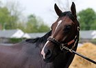 Tale of Verve
<br><a target="blank" href="
http://photos.bloodhorse.com/TripleCrown/2015-Triple-Crown/Kentucky-Derby-Workouts/i-bxjdjtn">Order This Photo</a>